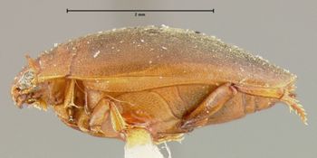Media type: image;   Entomology 23936 Aspect: habitus lateral view